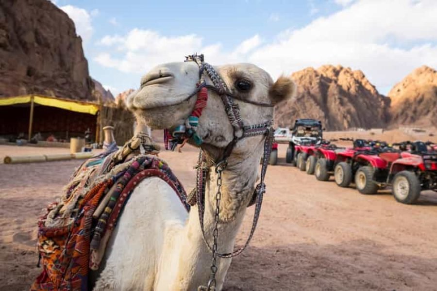 ATV-Star Gazing-Camel Ride-Bedouin Dinner Sharm Tour